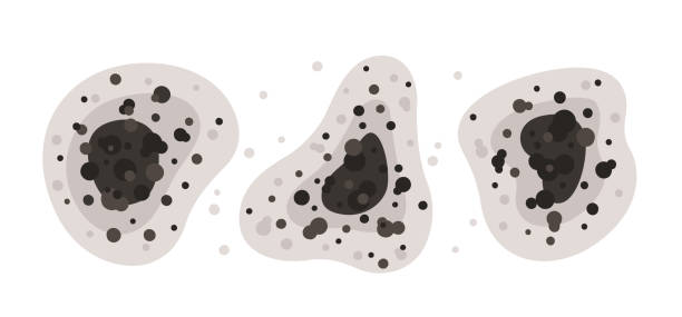 Best Comprehensive Air Testing for Mold Contaminants  in Oak Lawn, IL